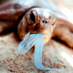 ocean wildlife & plastics